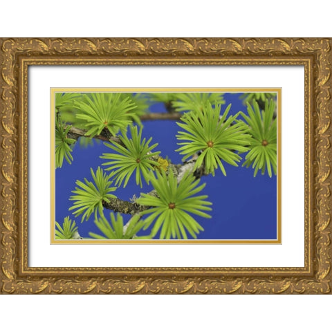 Oregon, Portland Young tamarack tree needles Gold Ornate Wood Framed Art Print with Double Matting by Terrill, Steve