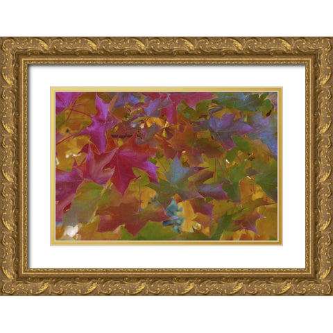 Oregon, Portland Sweet gum tree in autumn Gold Ornate Wood Framed Art Print with Double Matting by Terrill, Steve