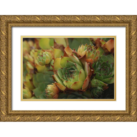 Oregon, Portland Close-up of succulent plants Gold Ornate Wood Framed Art Print with Double Matting by Terrill, Steve