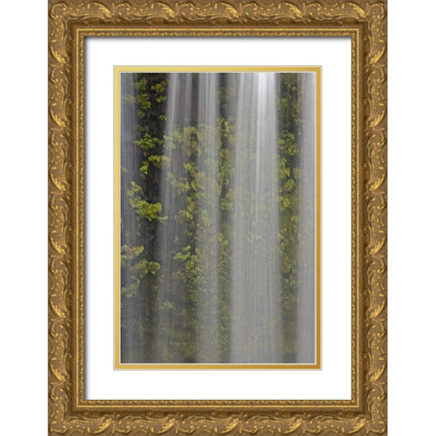 OR, Willamette NF Koosah Falls and ferns Gold Ornate Wood Framed Art Print with Double Matting by Paulson, Don
