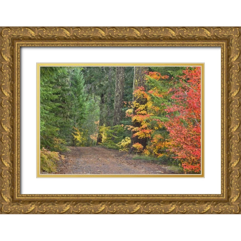 OR, Willamette NF Historic Santiam Wagon Road Gold Ornate Wood Framed Art Print with Double Matting by Paulson, Don