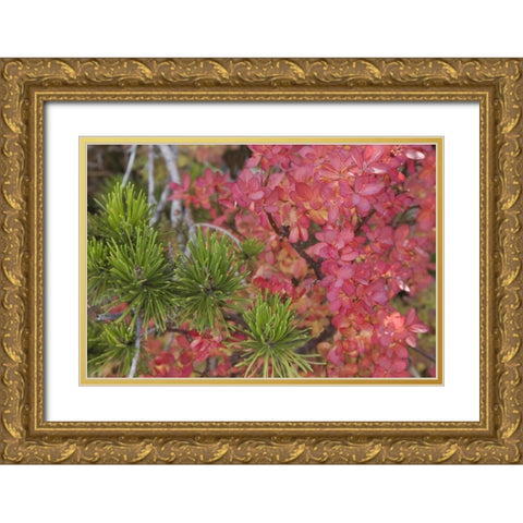 Oregon Huckleberry bush leaves and pine needles Gold Ornate Wood Framed Art Print with Double Matting by Paulson, Don