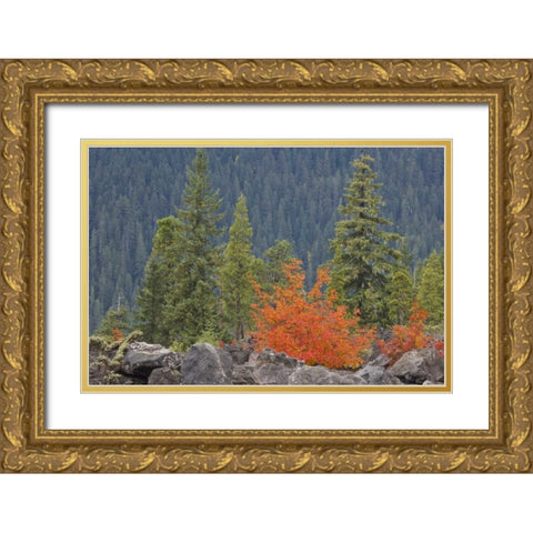 Oregon, Willamette NF Volcanic rock in forest Gold Ornate Wood Framed Art Print with Double Matting by Paulson, Don