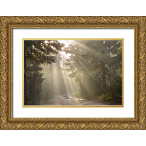OR, Willamette NF God rays illumine foggy forest Gold Ornate Wood Framed Art Print with Double Matting by Paulson, Don