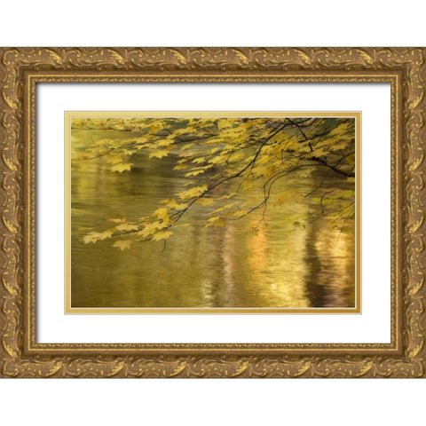 OR, Rogue River NF Vine maple over Rogue River Gold Ornate Wood Framed Art Print with Double Matting by Paulson, Don