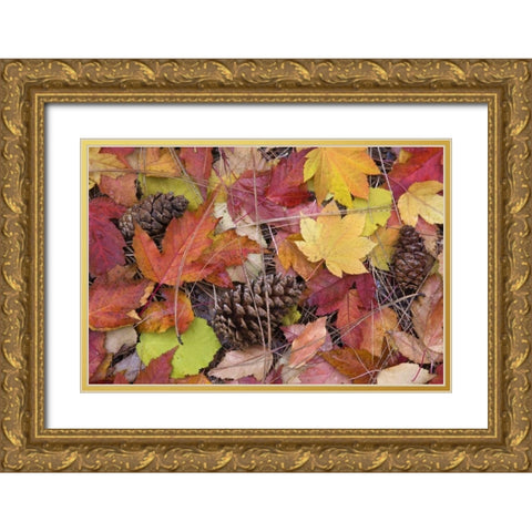 OR, Rogue River NF Forest floor in Autumn Gold Ornate Wood Framed Art Print with Double Matting by Paulson, Don