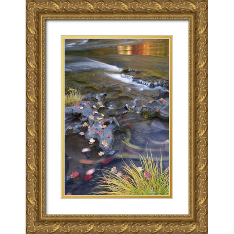 OR, Rogue River NF Leaves and autumn reflections Gold Ornate Wood Framed Art Print with Double Matting by Paulson, Don