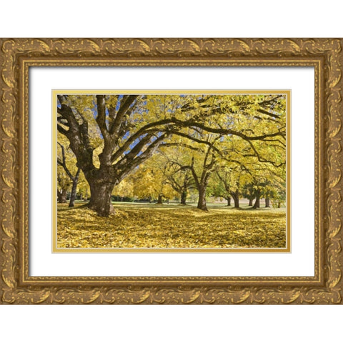 Oregon, Joseph H Stewart Walnut trees in autumn Gold Ornate Wood Framed Art Print with Double Matting by Paulson, Don