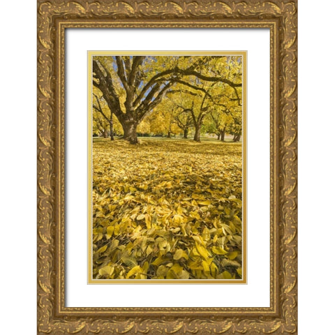 Oregon, Joseph H Stewart Walnut trees in autumn Gold Ornate Wood Framed Art Print with Double Matting by Paulson, Don