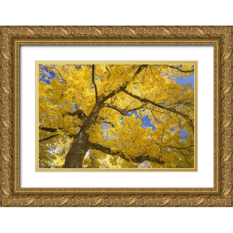 Oregon, Joseph H Stewart Walnut tree in autumn Gold Ornate Wood Framed Art Print with Double Matting by Paulson, Don