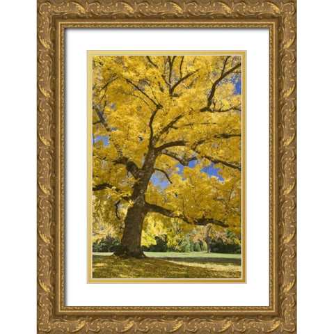 Oregon, Joseph H Stewart Walnut tree in autumn Gold Ornate Wood Framed Art Print with Double Matting by Paulson, Don