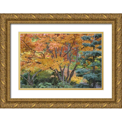 Oregon, Ashland Lithia Park trees in a Garden Gold Ornate Wood Framed Art Print with Double Matting by Paulson, Don