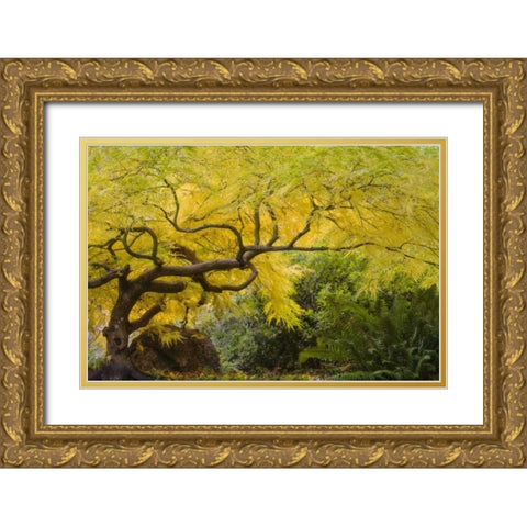 Oregon, Ashland Lithia Park yellow maple trees Gold Ornate Wood Framed Art Print with Double Matting by Paulson, Don