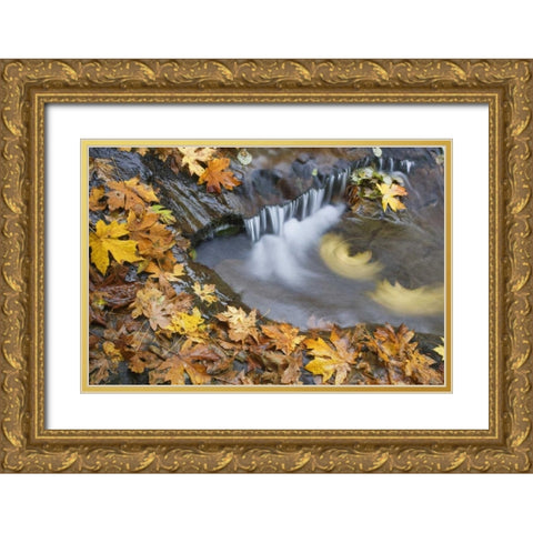 OR, Sweet Creek Maple leaves and stream eddy Gold Ornate Wood Framed Art Print with Double Matting by Paulson, Don