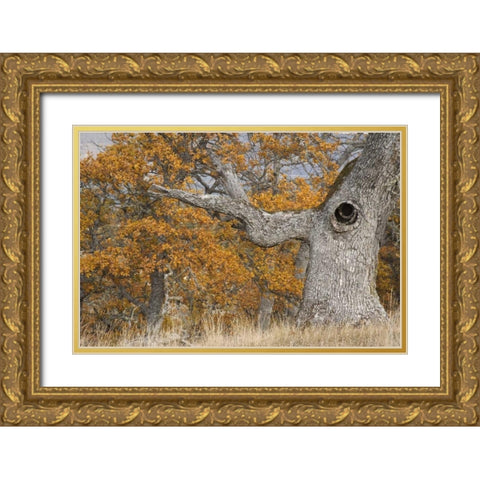 Oregon, Mosier Old oak tree with large knot hole Gold Ornate Wood Framed Art Print with Double Matting by Paulson, Don