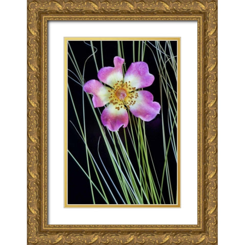 Oregon Close-up of anemone flower with grasses Gold Ornate Wood Framed Art Print with Double Matting by Carter, Jean