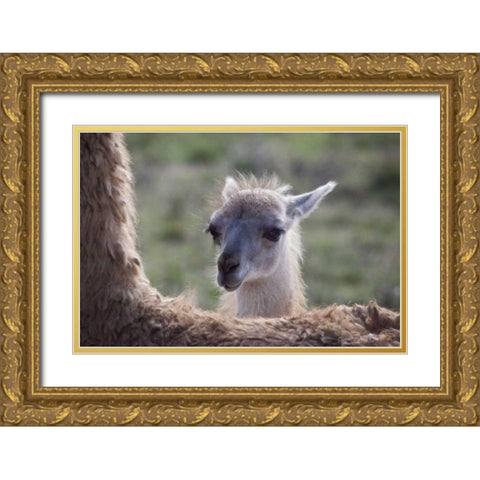 Oregon Captive baby llama and back of mother Gold Ornate Wood Framed Art Print with Double Matting by Carter, Jean