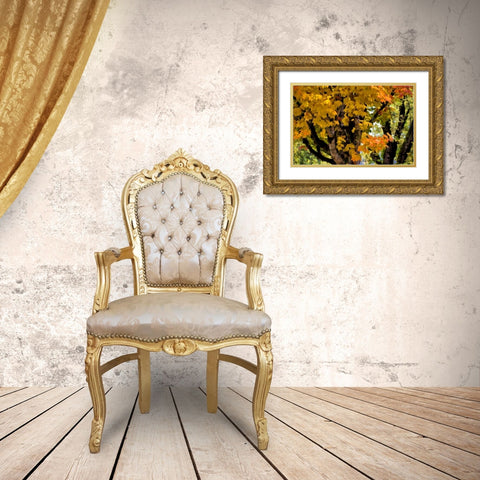 OR, Scottsburg Maple tree in Scottsburg Co Park Gold Ornate Wood Framed Art Print with Double Matting by Carter, Jean