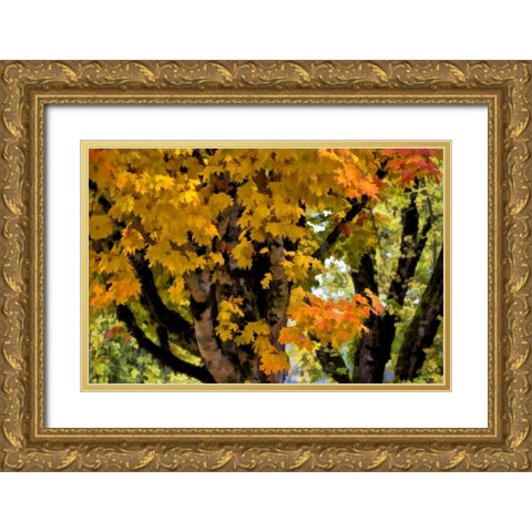 OR, Scottsburg Maple tree in Scottsburg Co Park Gold Ornate Wood Framed Art Print with Double Matting by Carter, Jean