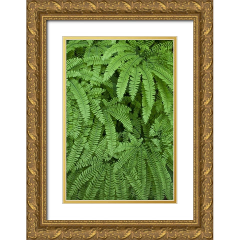 OR Maidenhair ferns in Silver Falls SP Gold Ornate Wood Framed Art Print with Double Matting by Paulson, Don