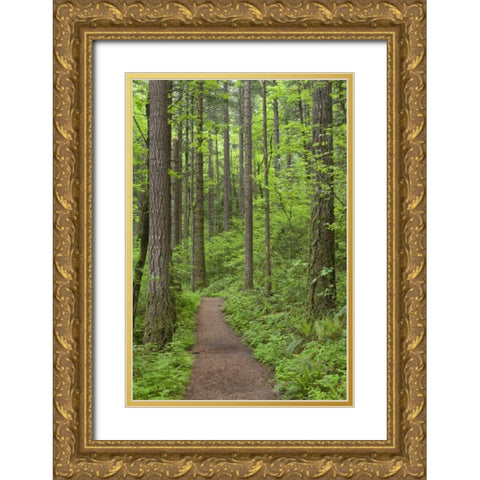 Oregon, Columbia River Gorge Elowah Falls Trail Gold Ornate Wood Framed Art Print with Double Matting by Paulson, Don