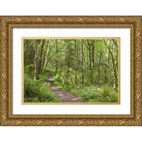 Oregon, Columbia River Gorge Elowah Falls Trail Gold Ornate Wood Framed Art Print with Double Matting by Paulson, Don