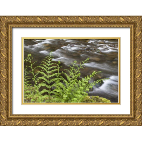 OR, Columbia Gorge Lady fern by Tanner Creek Gold Ornate Wood Framed Art Print with Double Matting by Paulson, Don