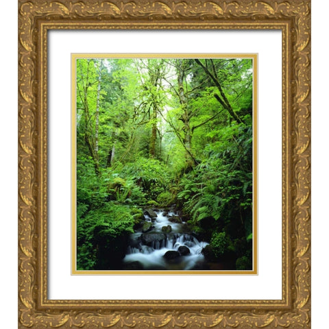 USA, Oregon, A stream in an old-growth forest Gold Ornate Wood Framed Art Print with Double Matting by Talbot Frank, Christopher