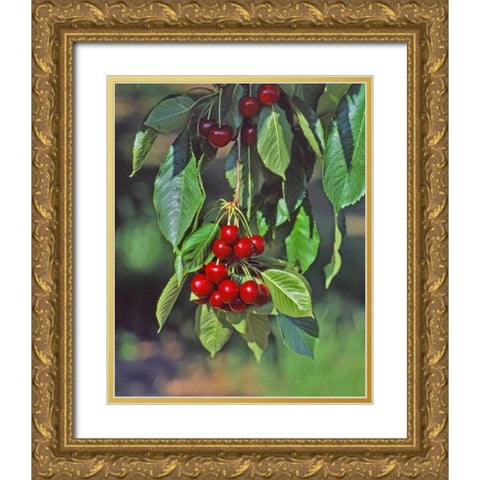 Oregon, Mosier Cherries hanging in tree Gold Ornate Wood Framed Art Print with Double Matting by Terrill, Steve