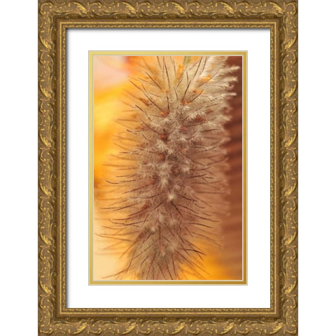 Oregon, Portland Rabbits-foot clover seed Gold Ornate Wood Framed Art Print with Double Matting by Terrill, Steve