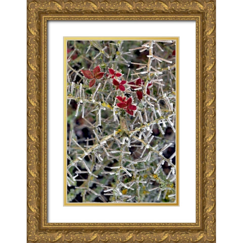 Oregon Close-up of frosted cotoneaster plant Gold Ornate Wood Framed Art Print with Double Matting by Terrill, Steve