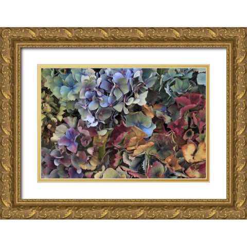 USA, Oregon, Portland Hydrangeas in garden Gold Ornate Wood Framed Art Print with Double Matting by Terrill, Steve
