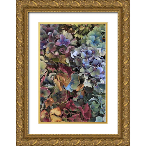 USA, Oregon, Portland Hydrangeas in garden Gold Ornate Wood Framed Art Print with Double Matting by Terrill, Steve