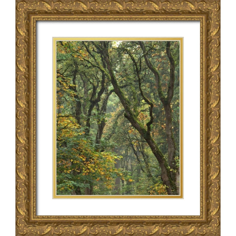 Oregon, Champoeg SP Autumn forest trees Gold Ornate Wood Framed Art Print with Double Matting by Terrill, Steve