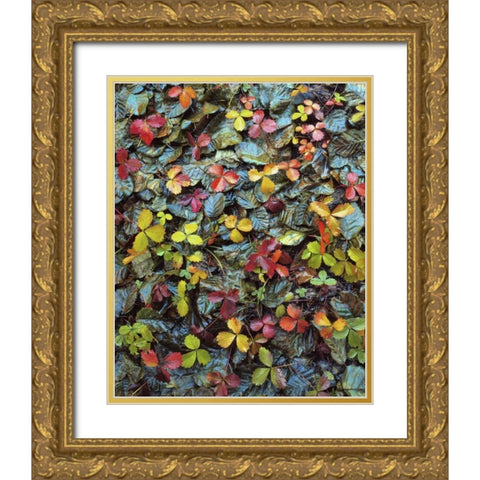 OR, Mt Hood NF Wild strawberry and alder leaves Gold Ornate Wood Framed Art Print with Double Matting by Terrill, Steve