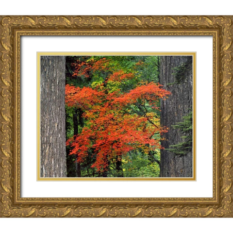 OR, Mt Hood NF Vine maple and Douglas fir trees Gold Ornate Wood Framed Art Print with Double Matting by Terrill, Steve