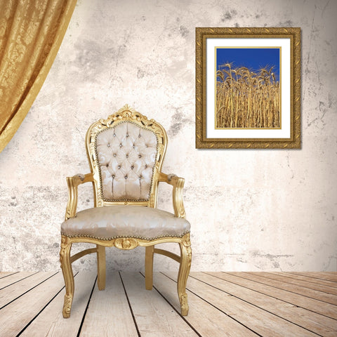 Oregon, Yamhill County Tall wheat stalks Gold Ornate Wood Framed Art Print with Double Matting by Terrill, Steve