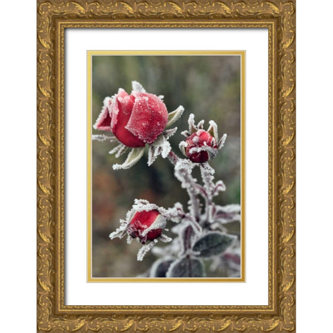 USA, Oregon Roses draped with frost Gold Ornate Wood Framed Art Print with Double Matting by Terrill, Steve