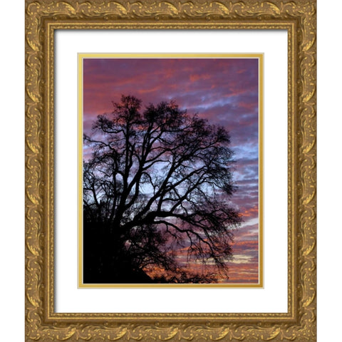 OR, Multnomah Co, Silhouette of oak at sunrise Gold Ornate Wood Framed Art Print with Double Matting by Terrill, Steve