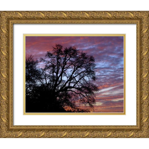 OR, Multnomah Co, Oak tree at sunrise Gold Ornate Wood Framed Art Print with Double Matting by Terrill, Steve