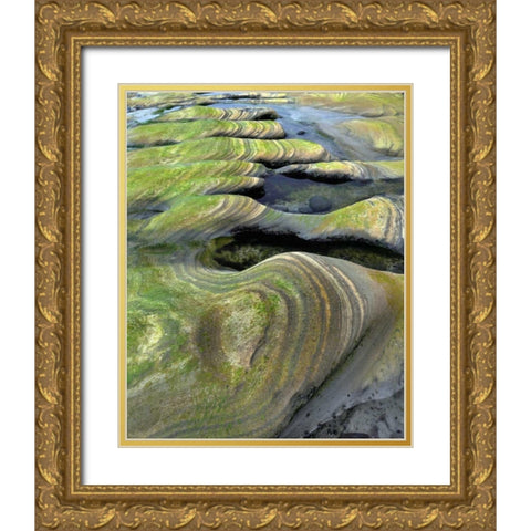 OR, Seal Rock Beach Algae-tinted sandstone Gold Ornate Wood Framed Art Print with Double Matting by Terrill, Steve