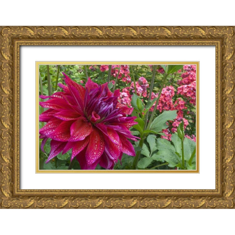 OR, Portland Dahlia and phlox with droplets Gold Ornate Wood Framed Art Print with Double Matting by Bush, Marie
