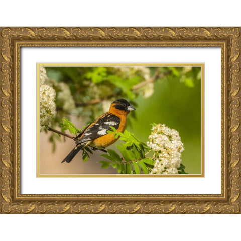 Oregon, Malheur NWR Black-headed grosbeak Gold Ornate Wood Framed Art Print with Double Matting by Illg, Cathy and Gordon