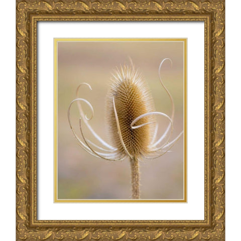 Oregon, Malheur NWR Dried teasel plant Gold Ornate Wood Framed Art Print with Double Matting by Paulson, Don