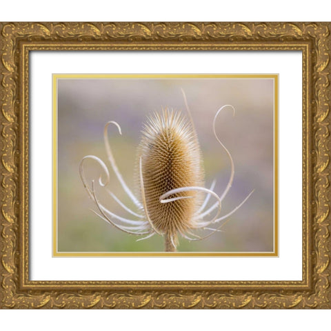 Oregon, Malheur NWR Dried teasel plant Gold Ornate Wood Framed Art Print with Double Matting by Paulson, Don