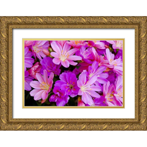 USA, Oregon Columbian lewisia flowers close-up Gold Ornate Wood Framed Art Print with Double Matting by Carter, Jean