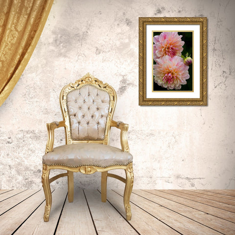 Oregon, Shore Acres SP Dahlia flowers Gold Ornate Wood Framed Art Print with Double Matting by Carter, Jean