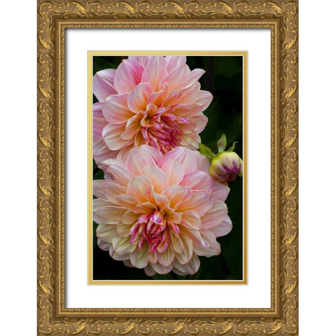 Oregon, Shore Acres SP Dahlia flowers Gold Ornate Wood Framed Art Print with Double Matting by Carter, Jean