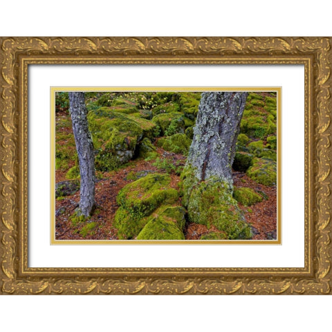 Oregon, Rogue River Wilderness Mossy rocks Gold Ornate Wood Framed Art Print with Double Matting by Carter, Jean
