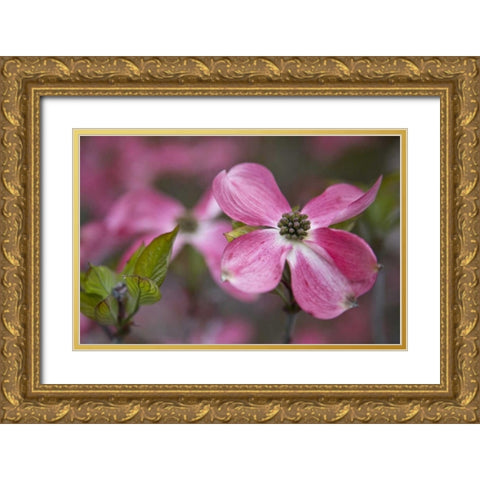 USA, Oregon Pink dogwood blossom close-up Gold Ornate Wood Framed Art Print with Double Matting by Carter, Jean
